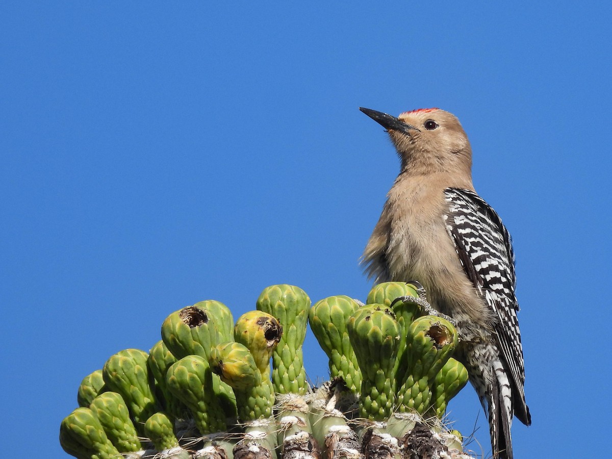 Gila Woodpecker - ML617640505