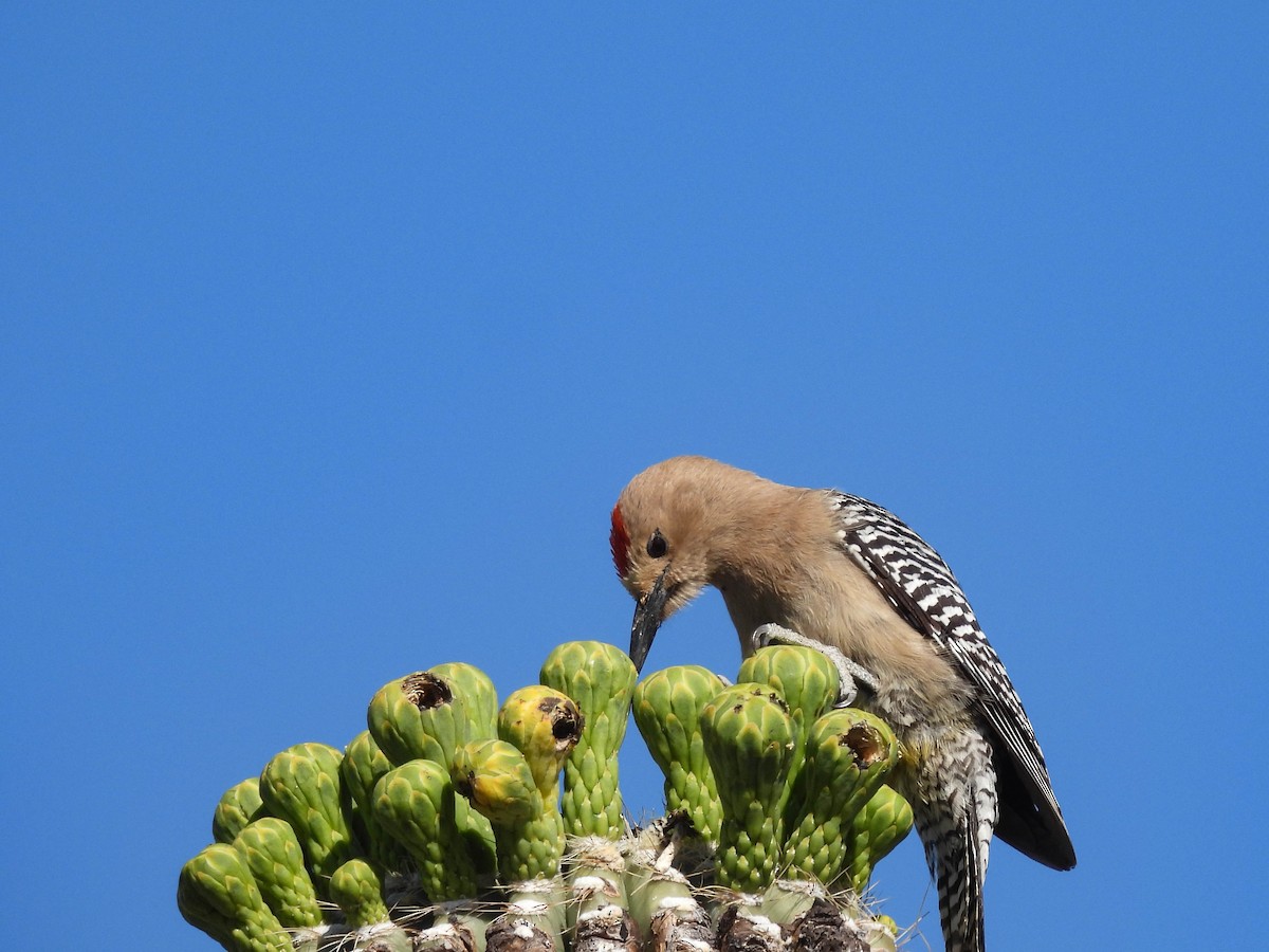 Gila Woodpecker - ML617640506