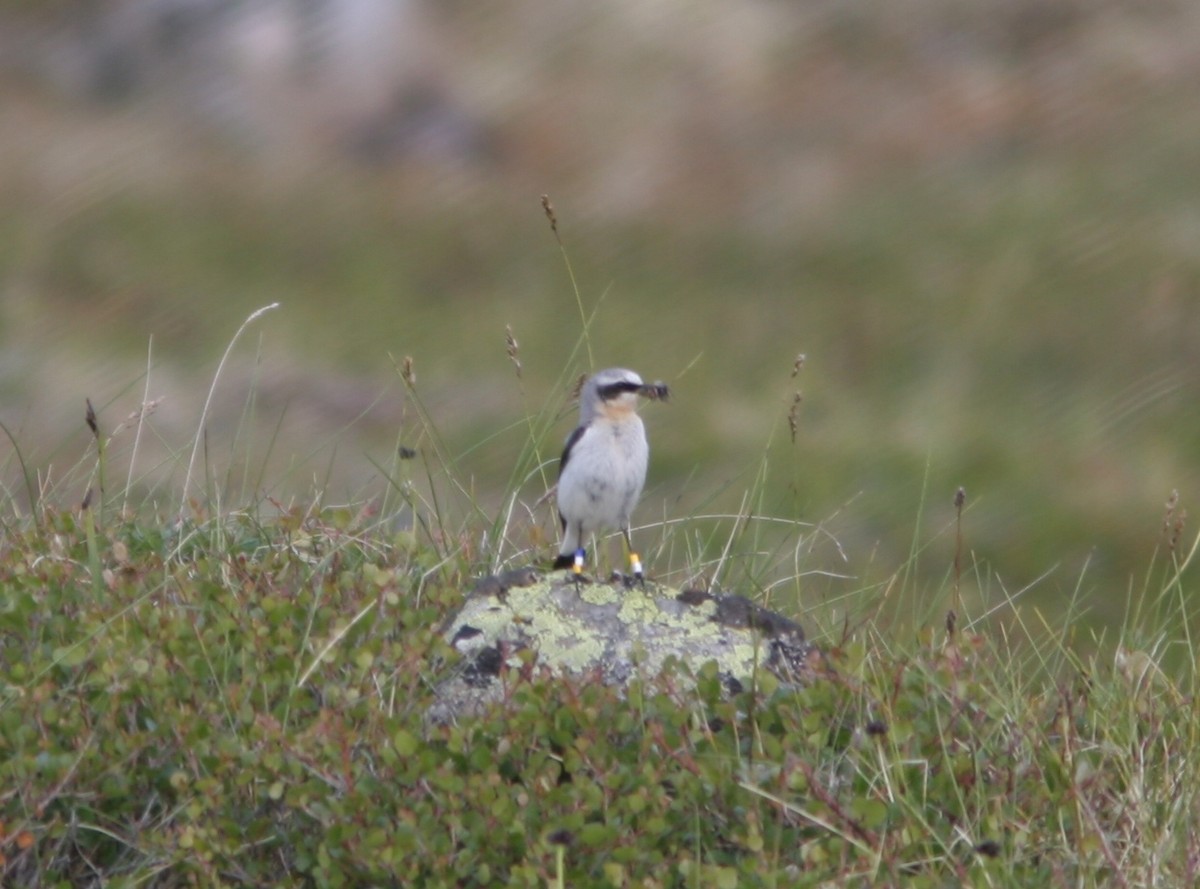 Northern Wheatear - ML61764051