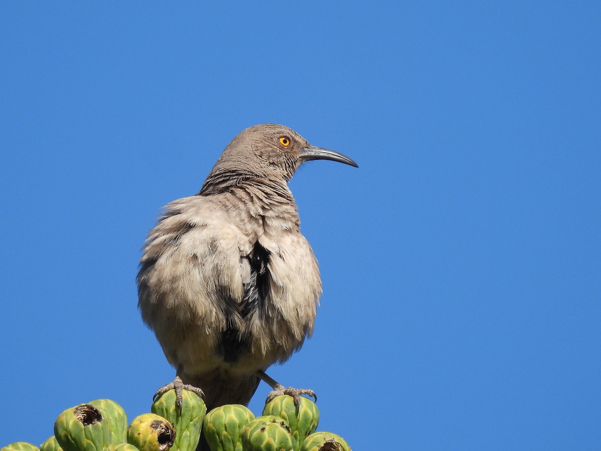 Curve-billed Thrasher - ML617640512