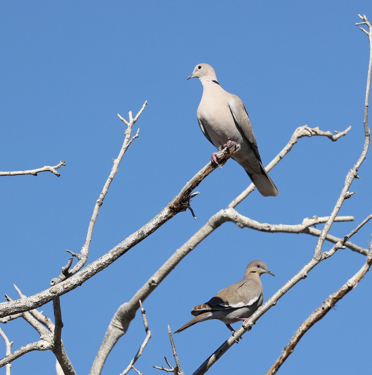 Eurasian Collared-Dove - ML617640545