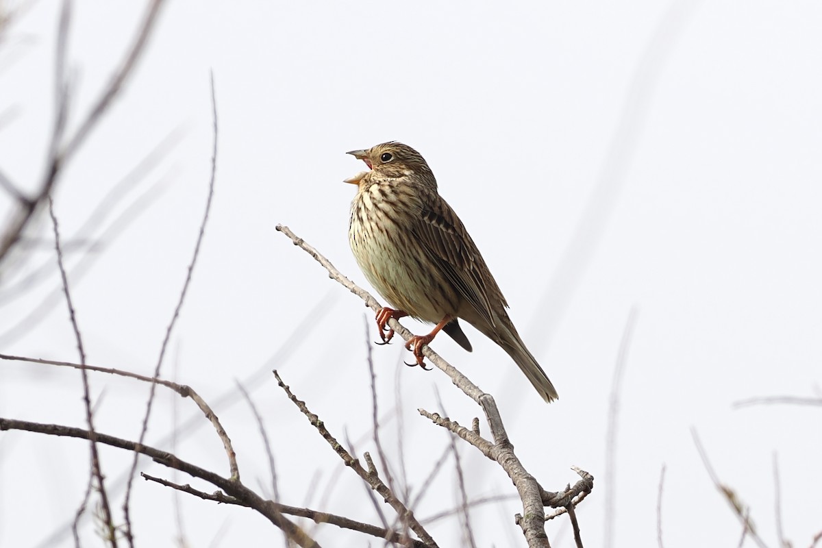 Corn Bunting - ML617640557