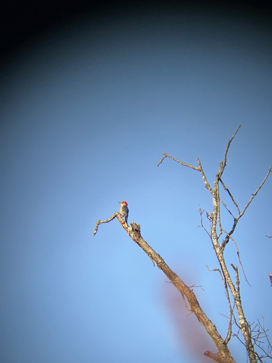 Red-bellied Woodpecker - ML617640585