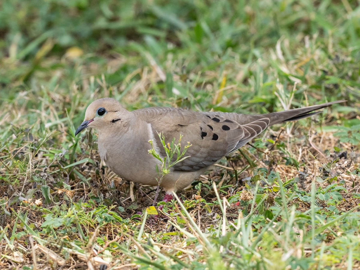 Mourning Dove - ML617640595