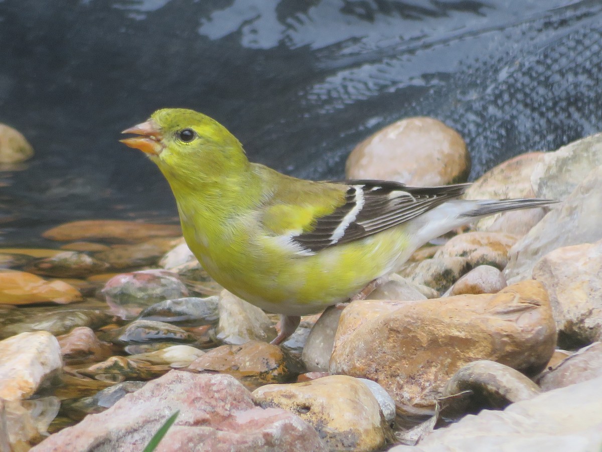 American Goldfinch - Paul Sellin