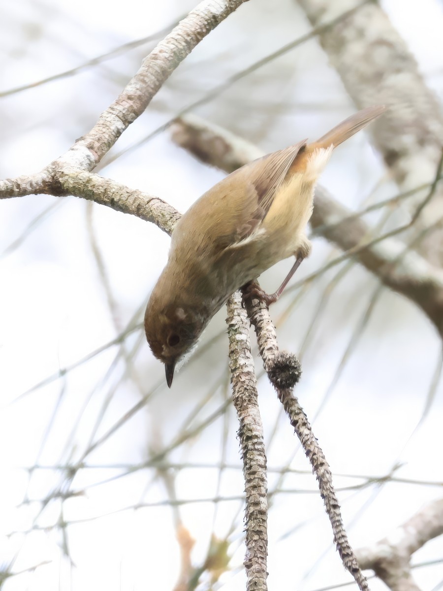 Brown Thornbill - ML617640656