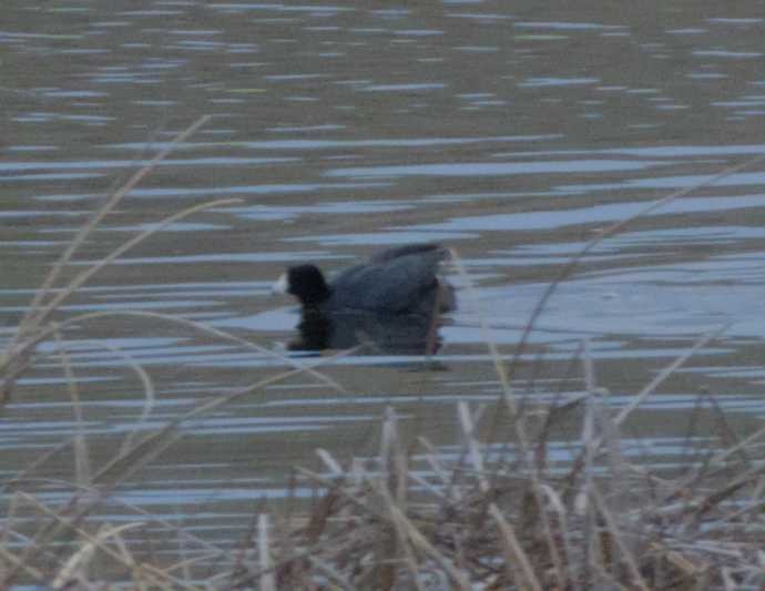 American Coot - ML617640678