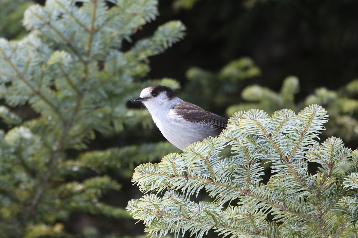 Canada Jay - ML617640728