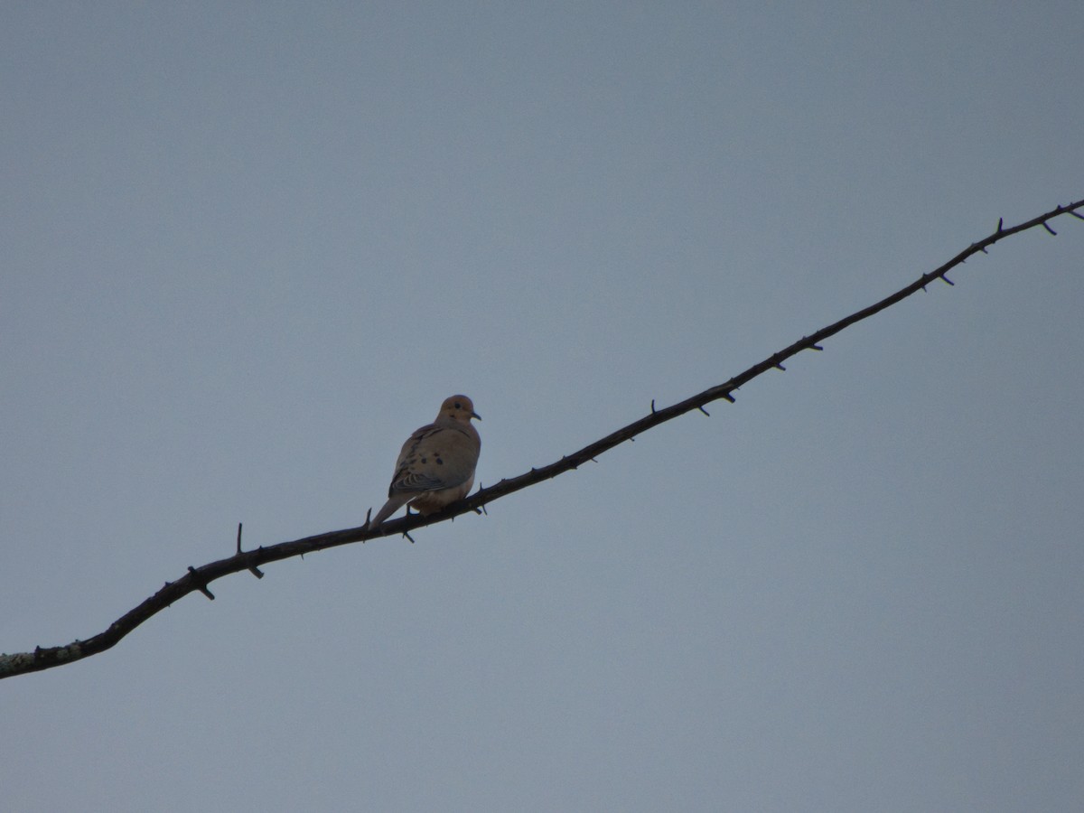 Mourning Dove - ML617640733