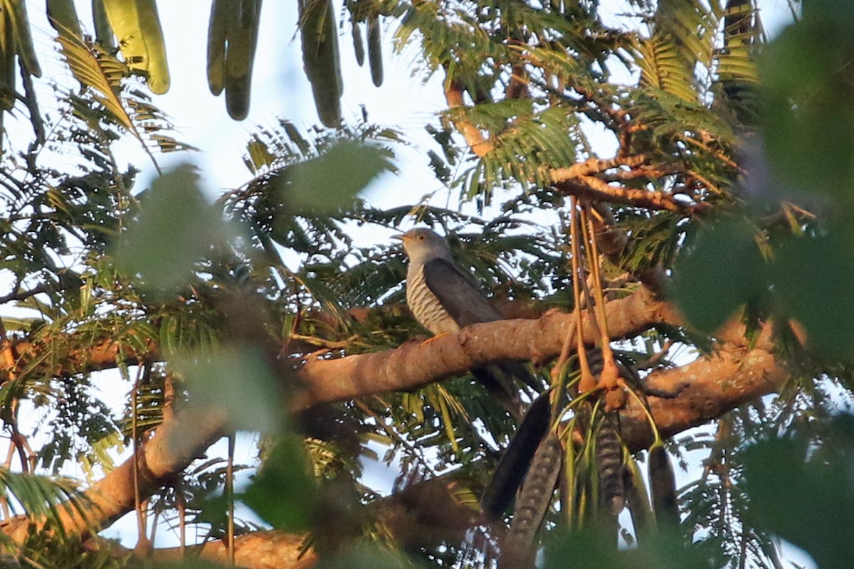 Oriental Cuckoo - ML617640753