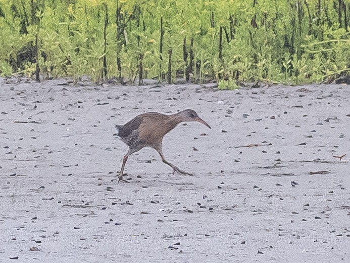 Clapper Rail - ML617640778