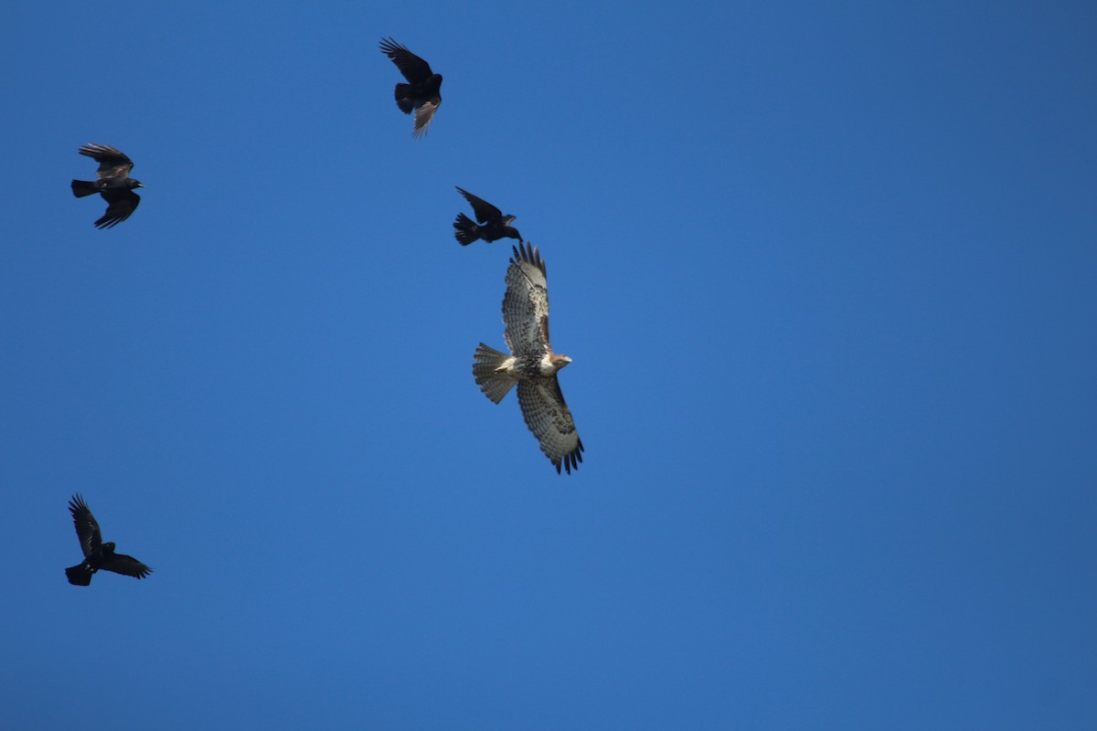 Red-tailed Hawk - ML617640839