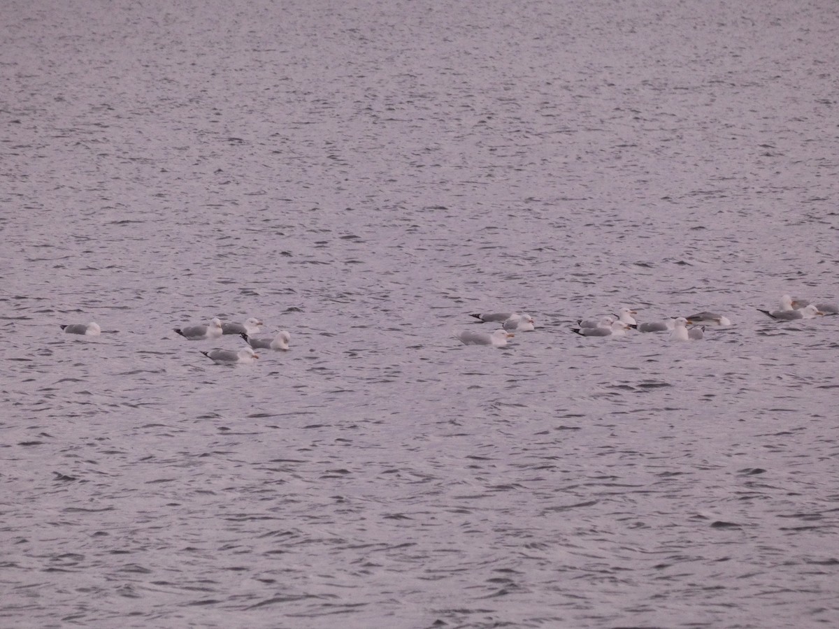 Glaucous Gull - Wesley McGee