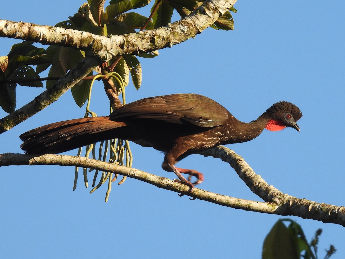 Crested Guan - ML617640972