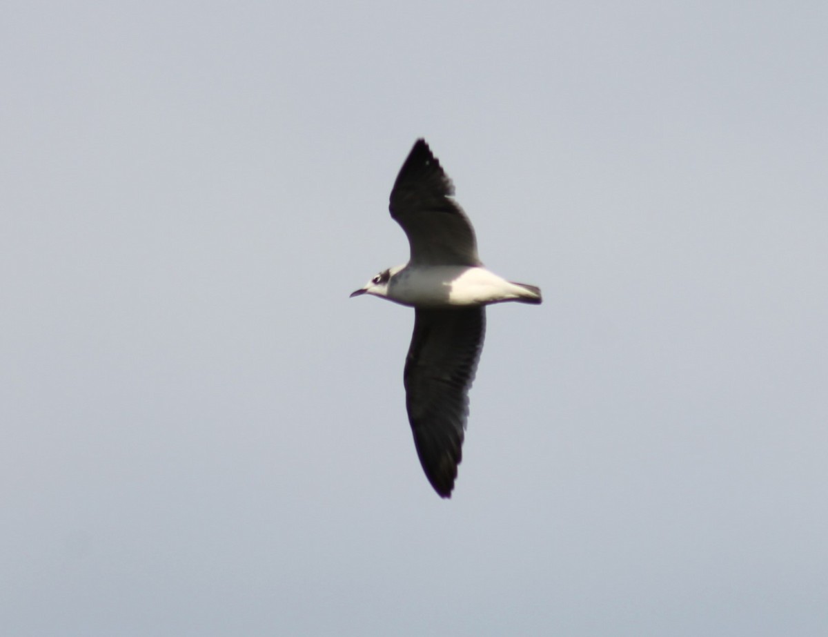 Mouette de Franklin - ML617640976