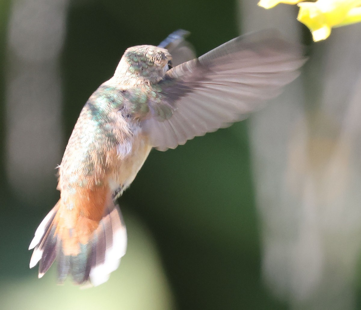 Rufous/Allen's Hummingbird - George Nothhelfer