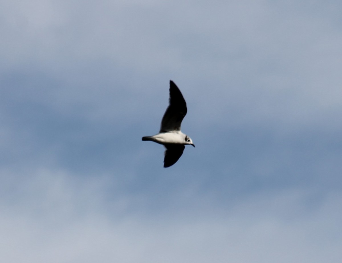 Franklin's Gull - Paige O