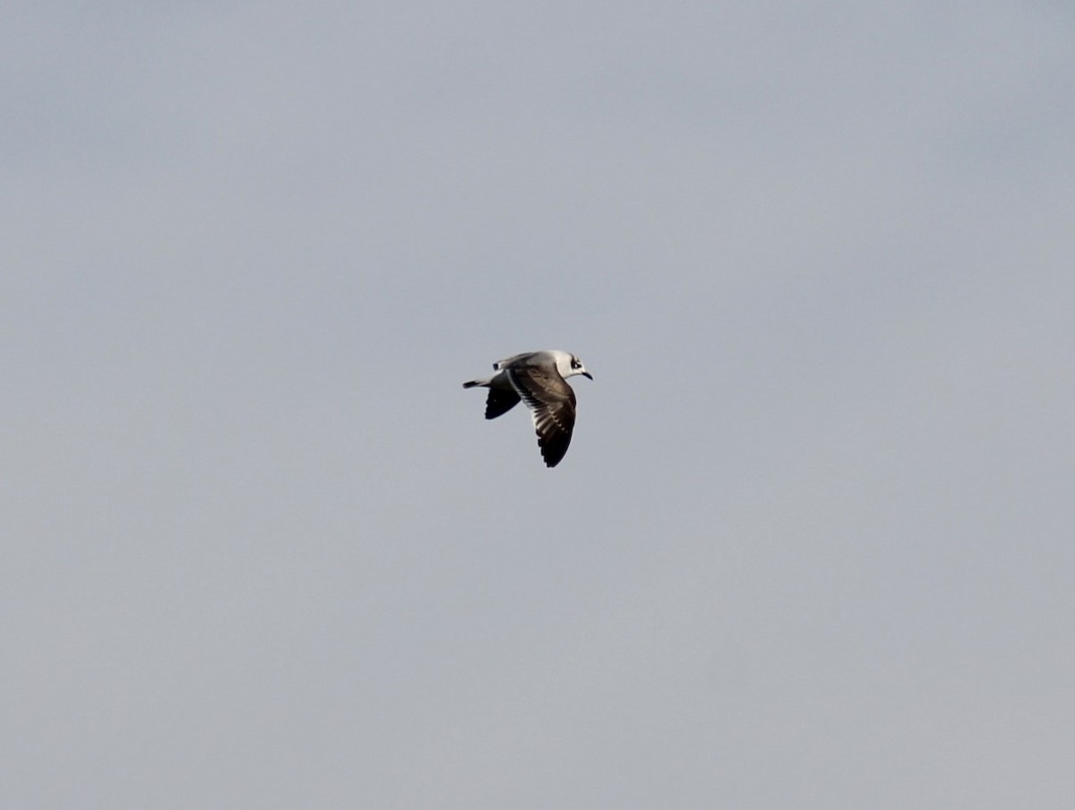 Franklin's Gull - Paige O