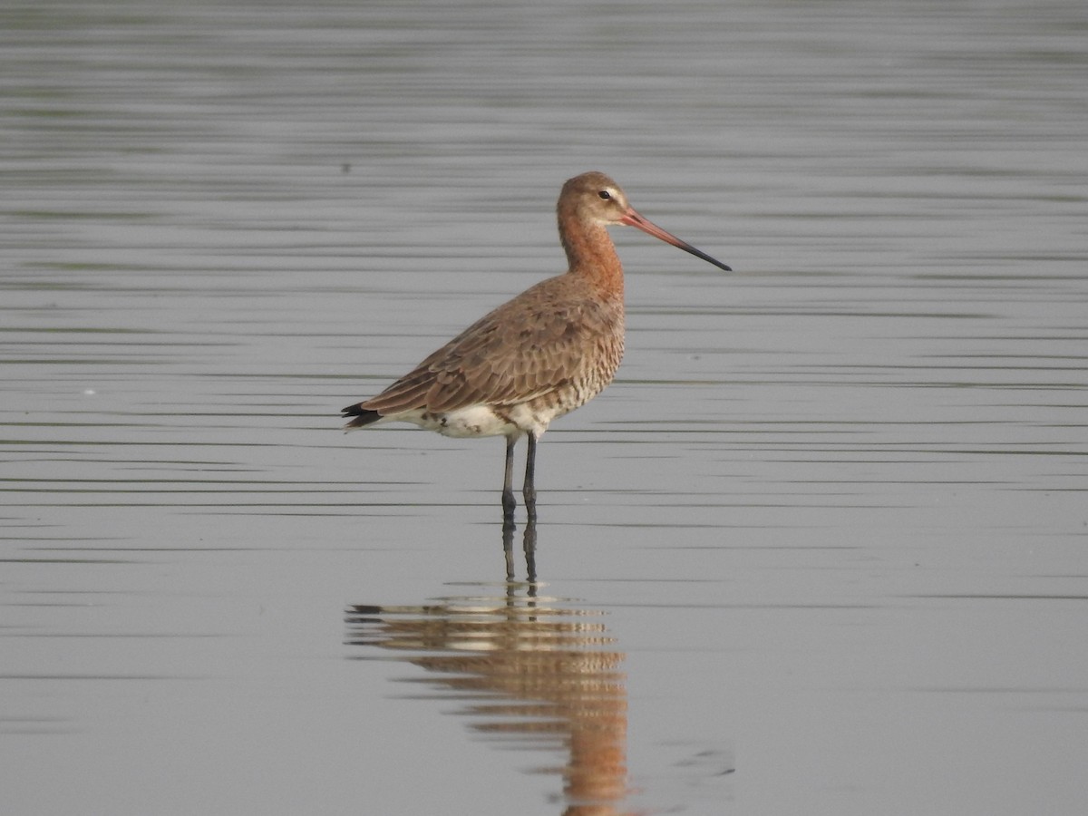 Black-tailed Godwit - Sudhanva Jahagirdar