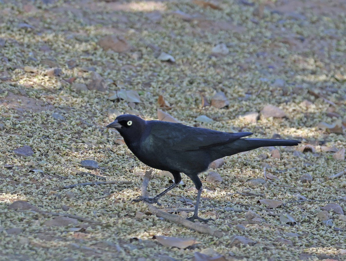 Brewer's Blackbird - ML617641020