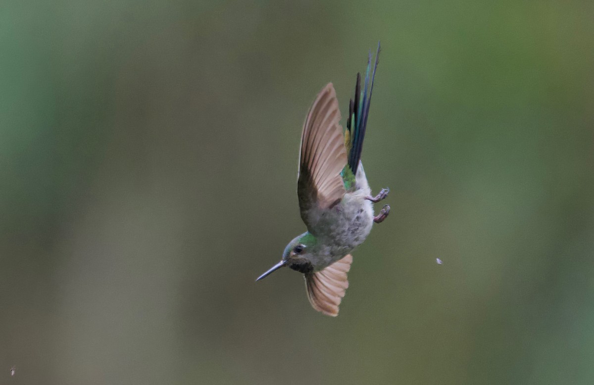 Colibri comète - ML617641030