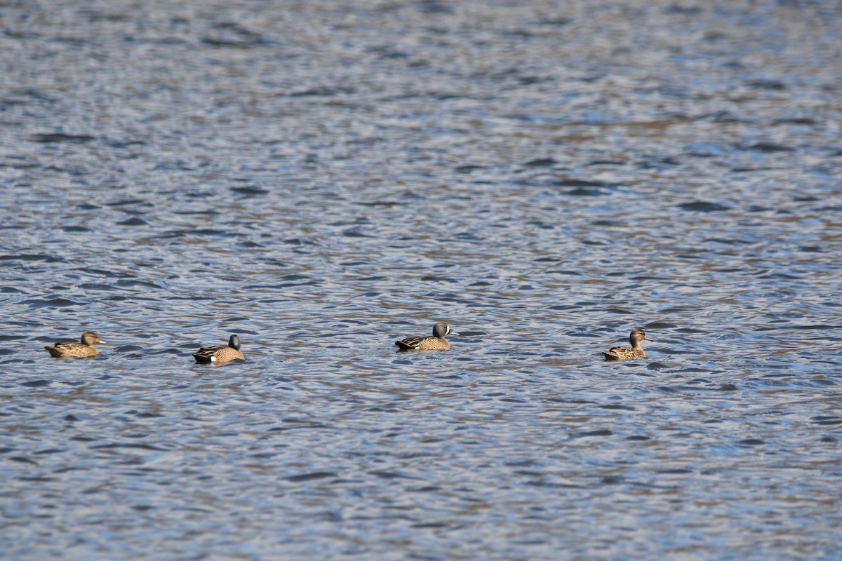 eBird Checklist - 19 Apr 2024 - Centennial Park--Joe Benesh Pond - 18 ...