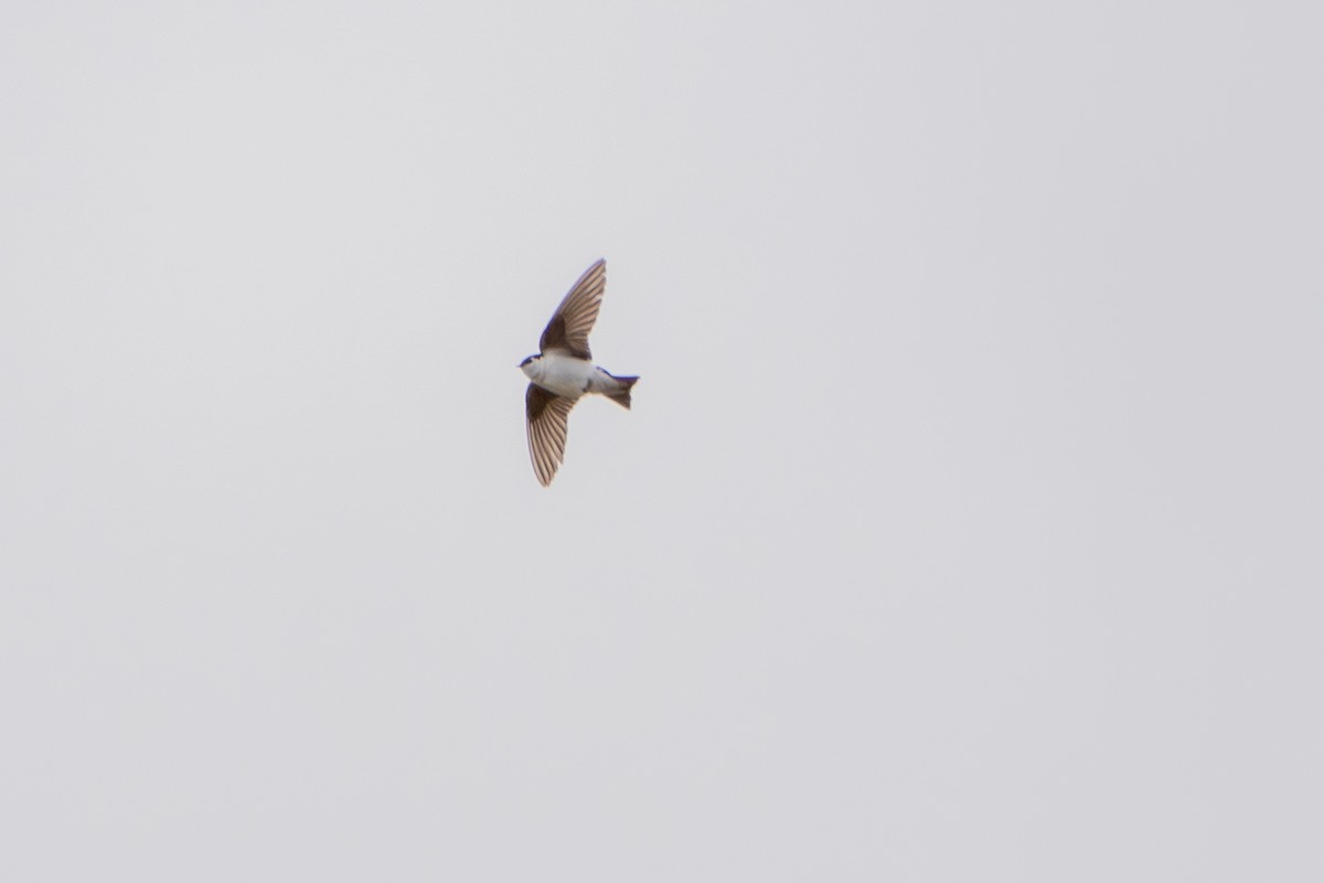 Violet-green Swallow - Robert Raker