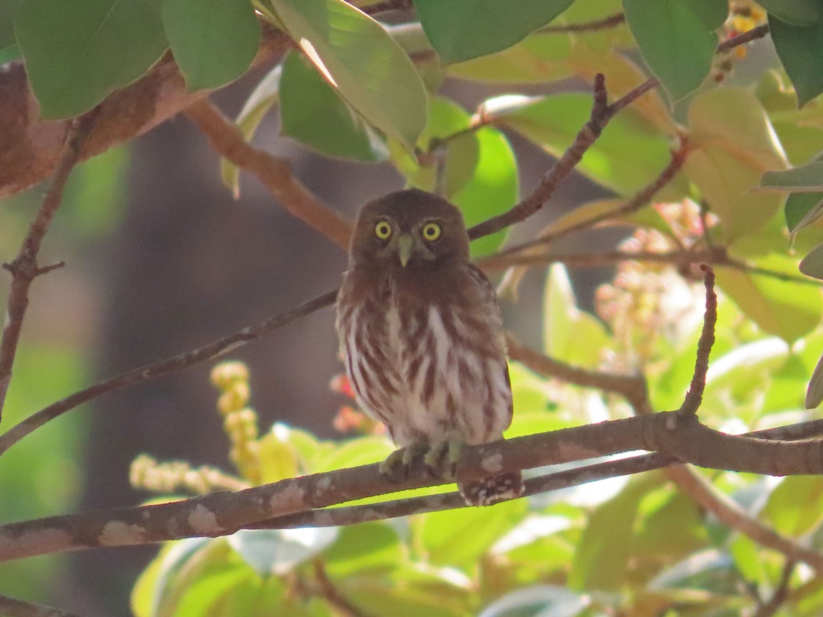 Ferruginous Pygmy-Owl - ML617641079