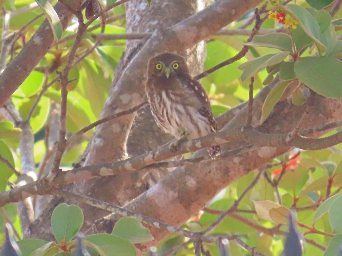 Ferruginous Pygmy-Owl - ML617641088