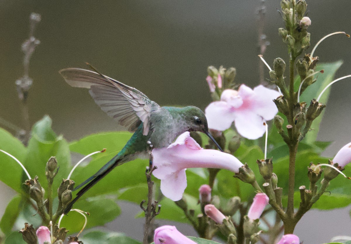 Colibrí Ventrigrís - ML617641111