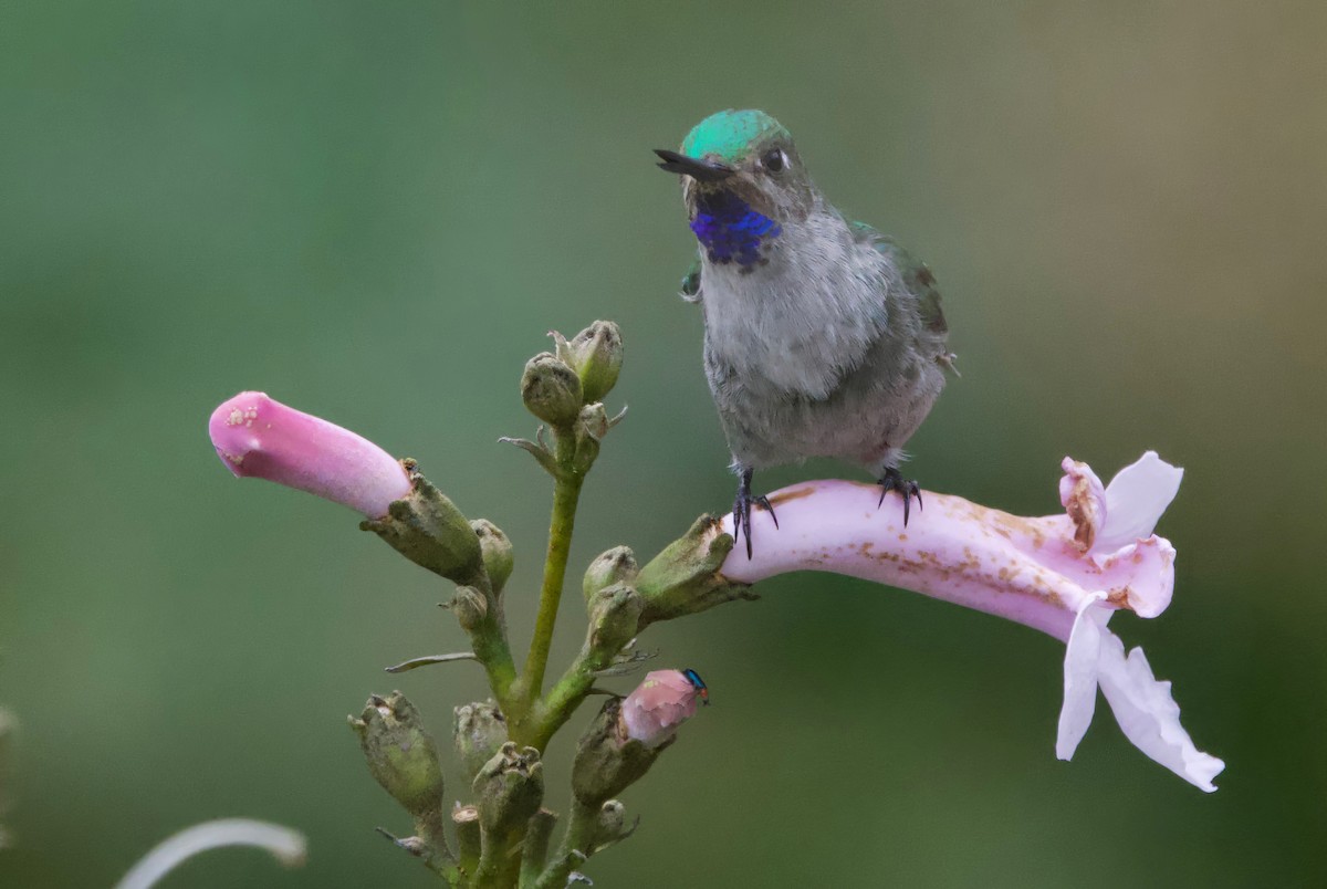 Colibrí Ventrigrís - ML617641114