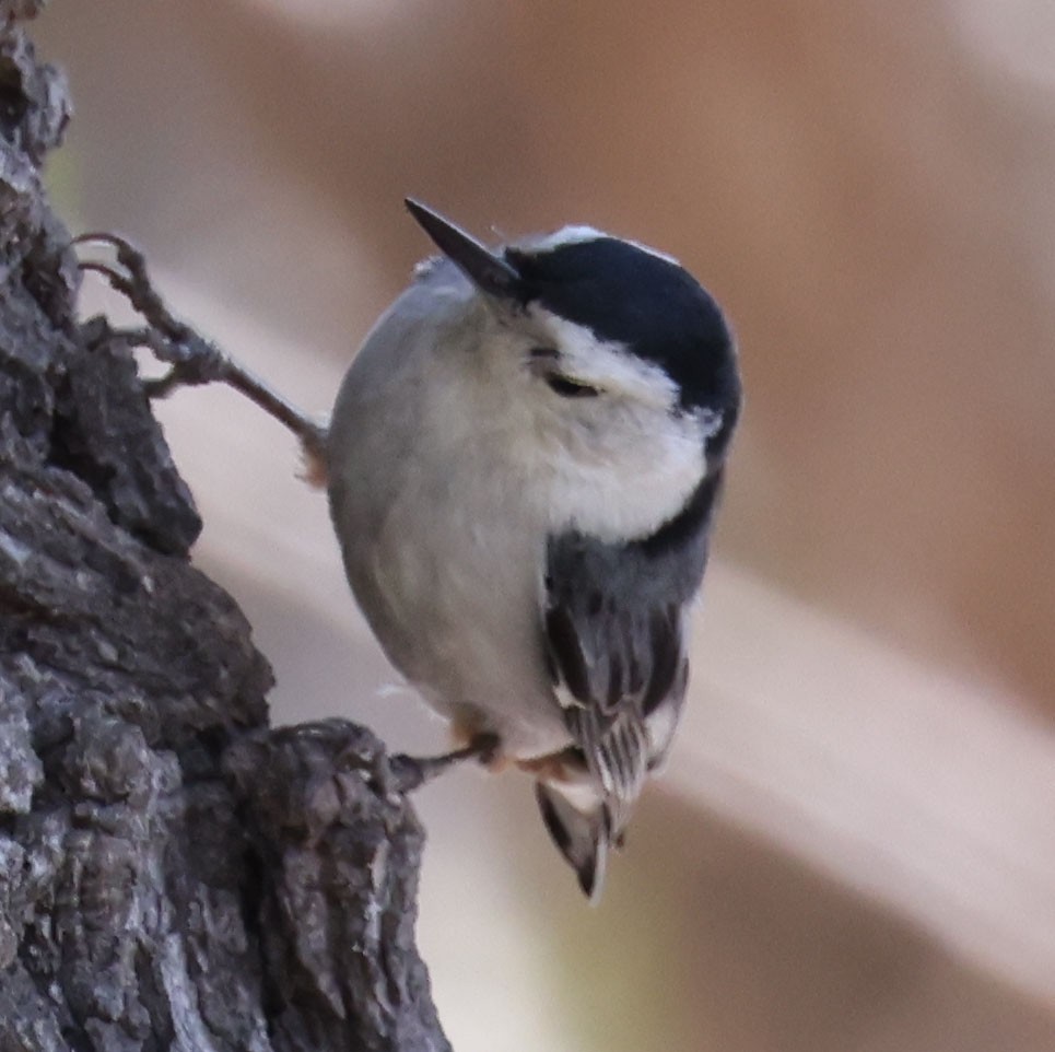 White-breasted Nuthatch - George Nothhelfer