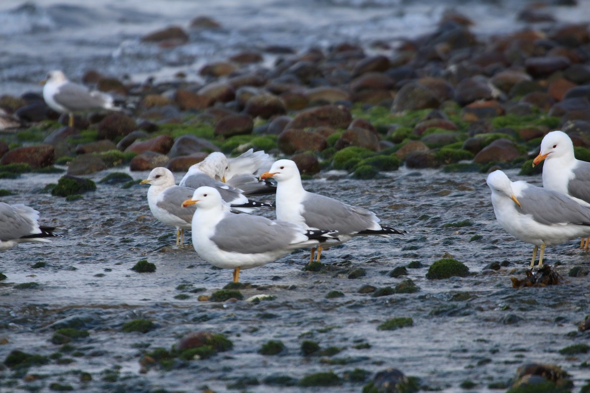 Gaviota Californiana - ML617641137