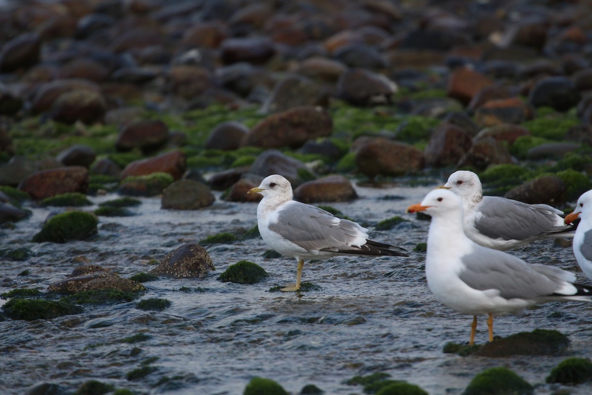 Short-billed Gull - ML617641149