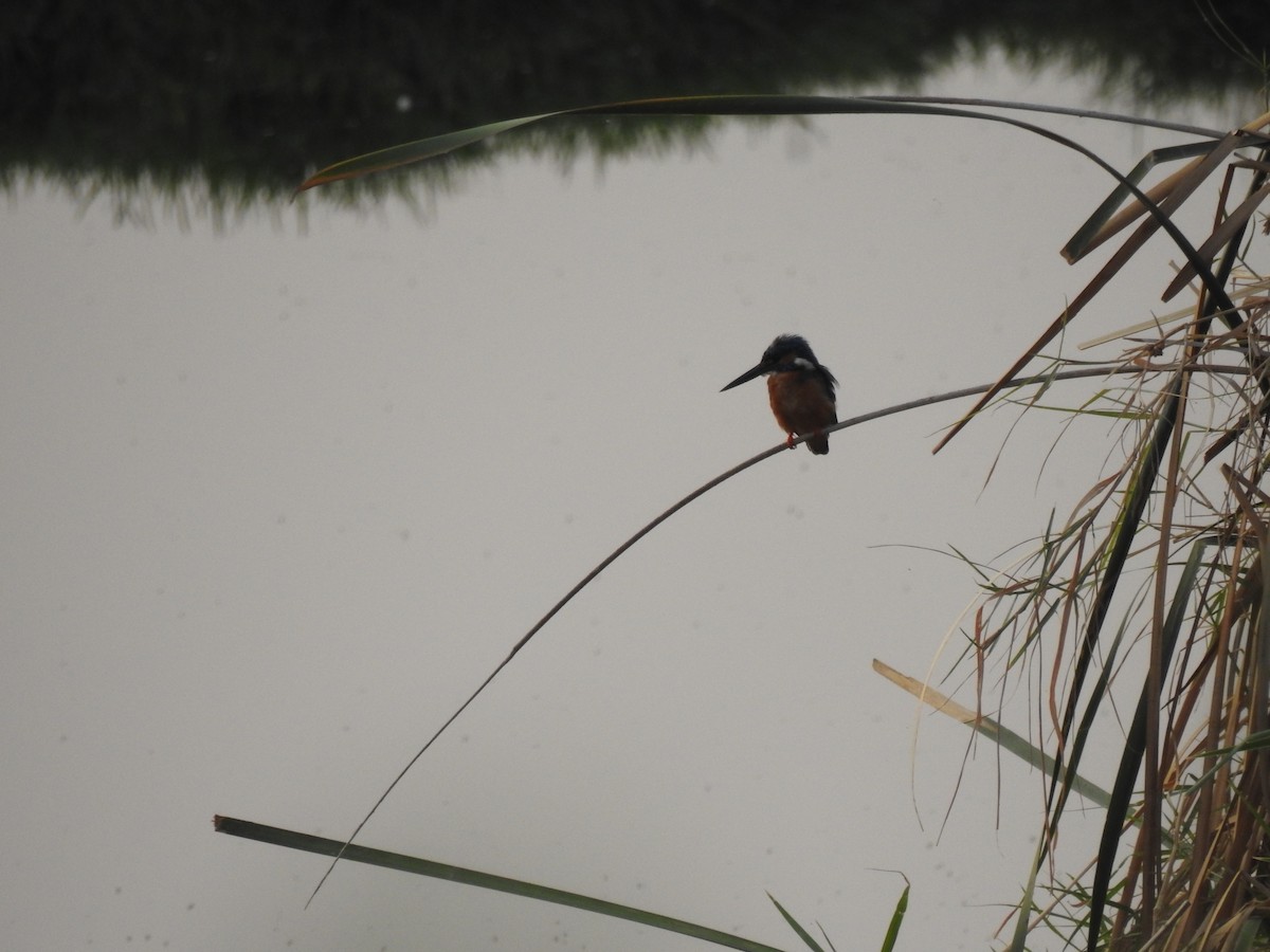 Common Kingfisher - Sudhanva Jahagirdar