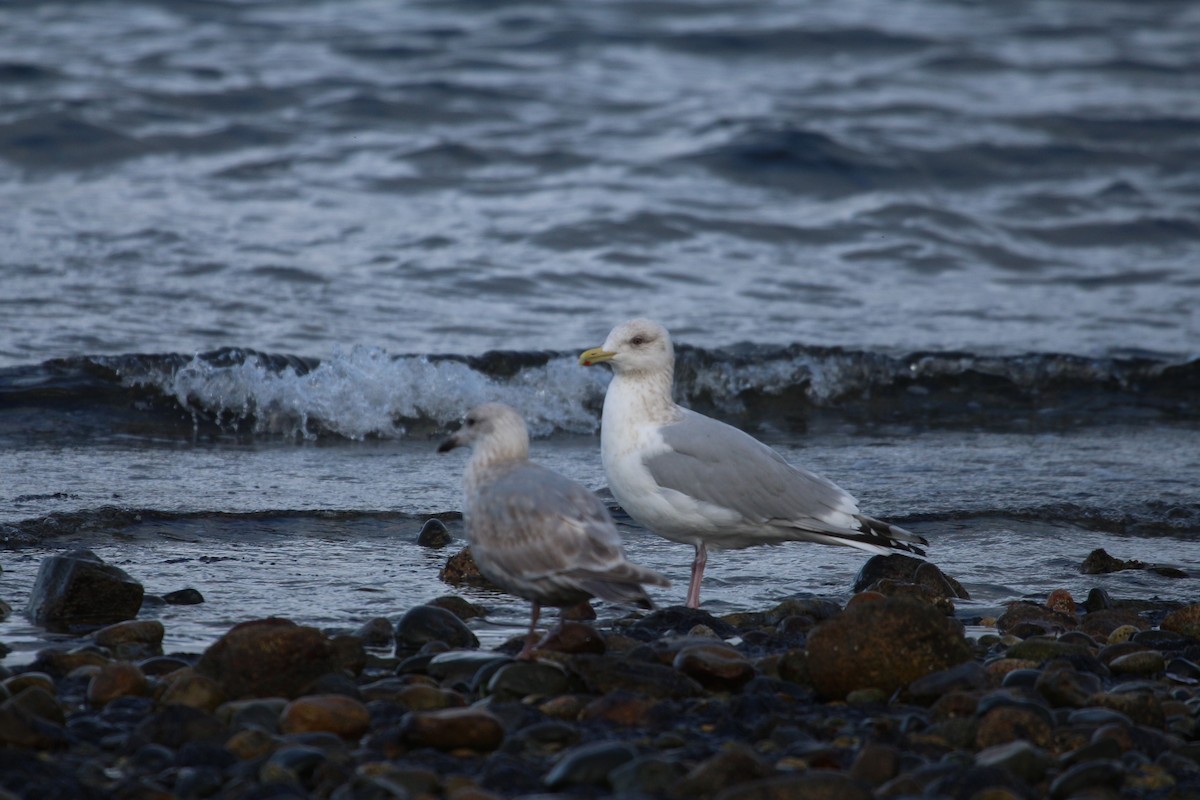 Gaviota Groenlandesa (thayeri) - ML617641181