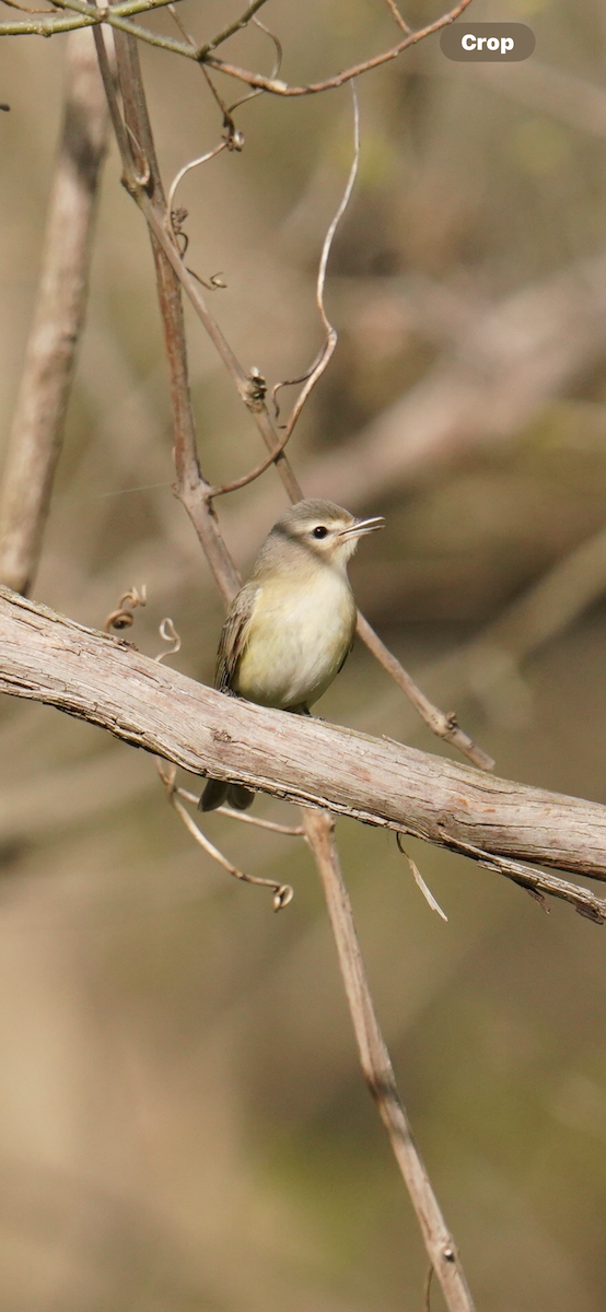 Warbling Vireo - Terry Reiling