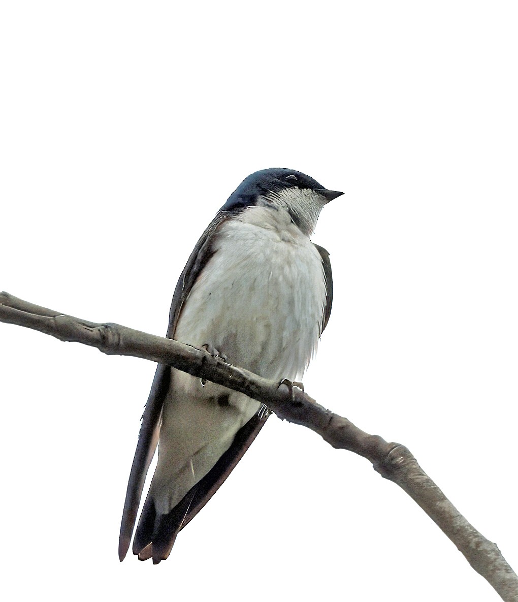 Tree Swallow - ML617641258