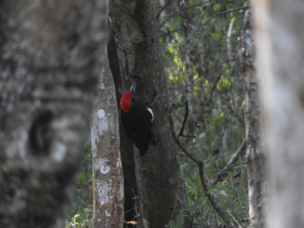 White-bellied Woodpecker - ML617641260