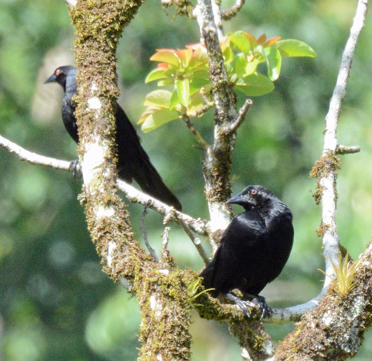 Giant Cowbird - Michael J Good