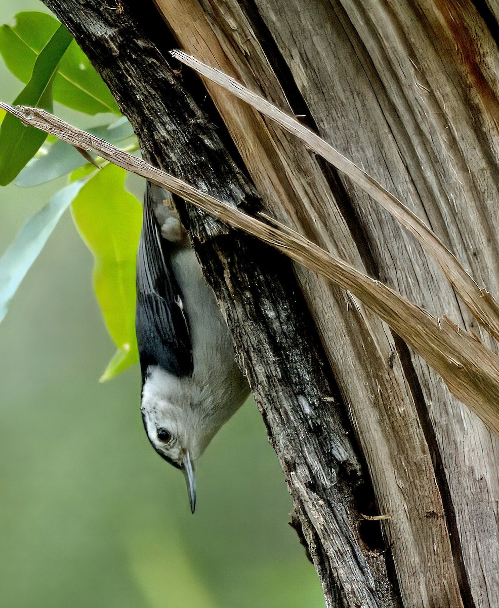 White-breasted Nuthatch - ML617641286