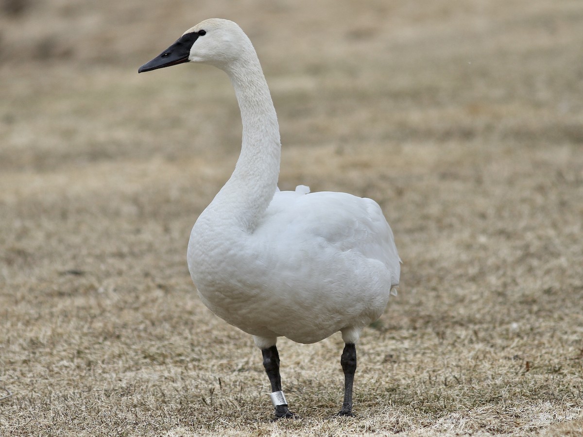 Cisne Trompetero - ML617641315