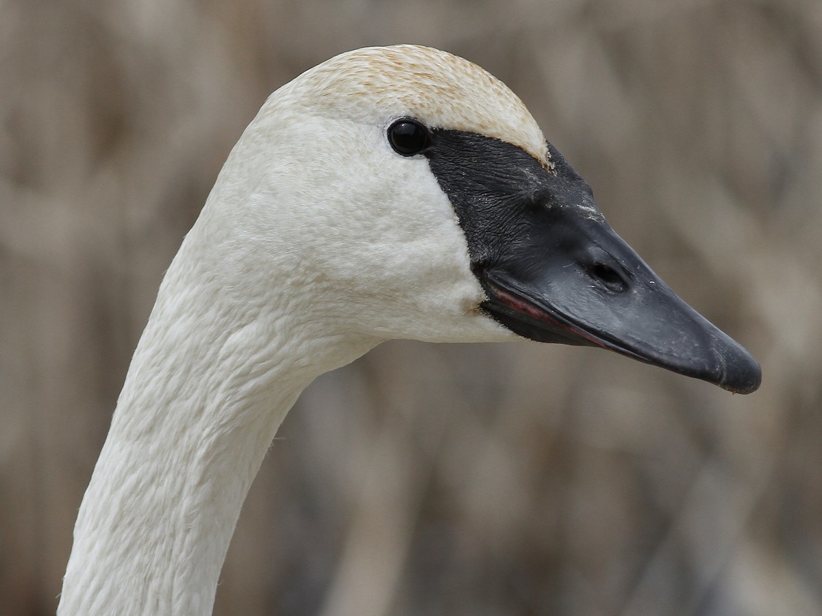 Trumpeter Swan - ML617641331