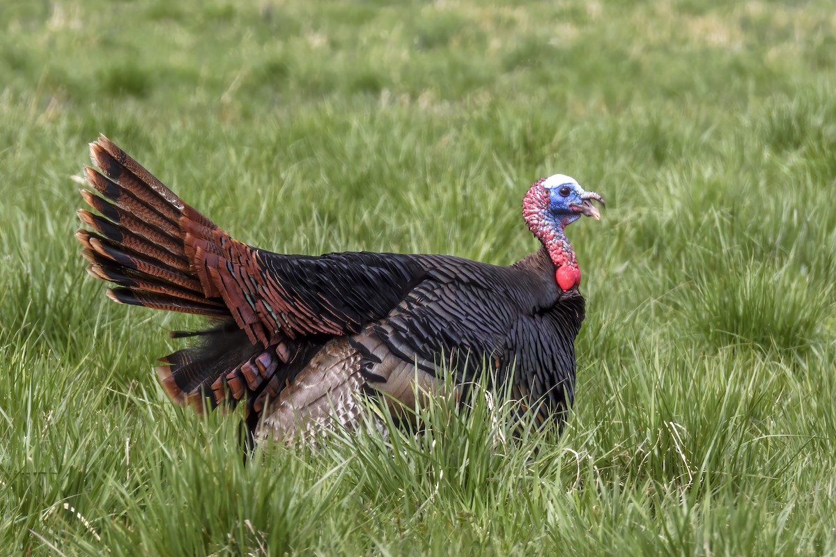 Wild Turkey - ML617641336