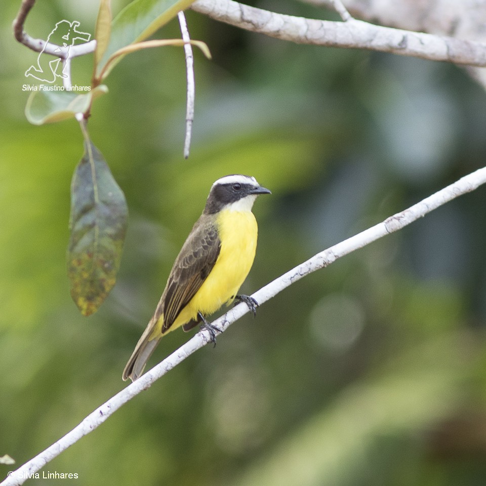 Rusty-margined Flycatcher - Silvia Faustino Linhares