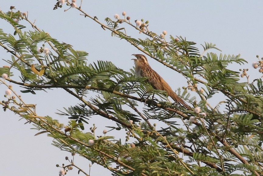 Striped Cuckoo - David Rupp