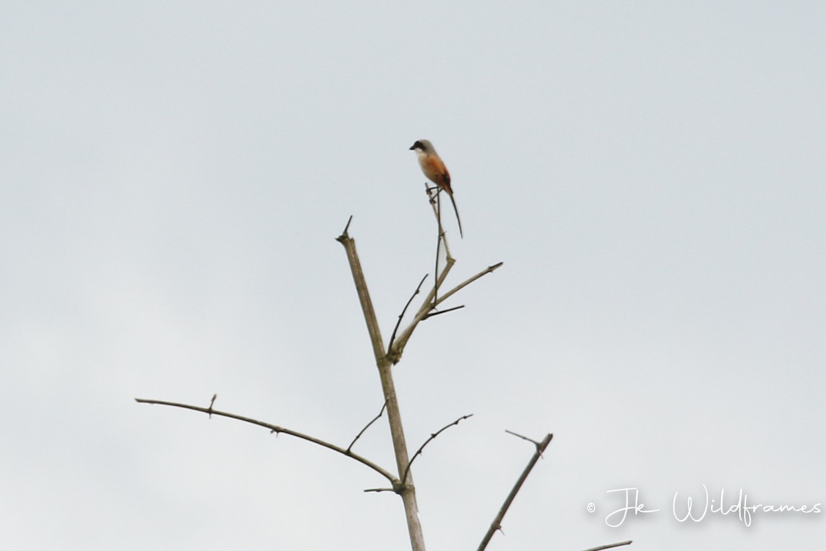 Long-tailed Shrike (schach) - JK Malkoha