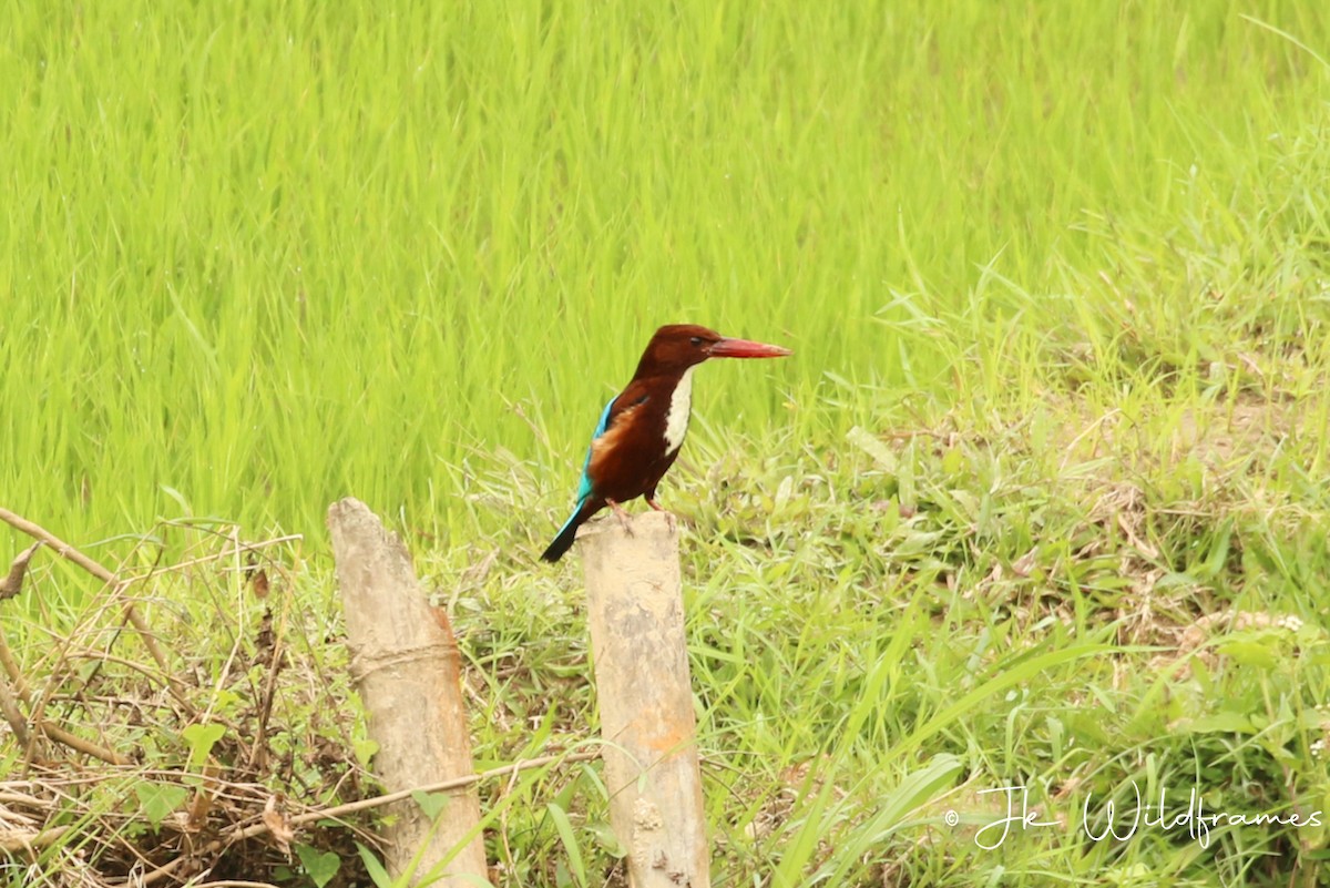 White-throated Kingfisher - JK Malkoha