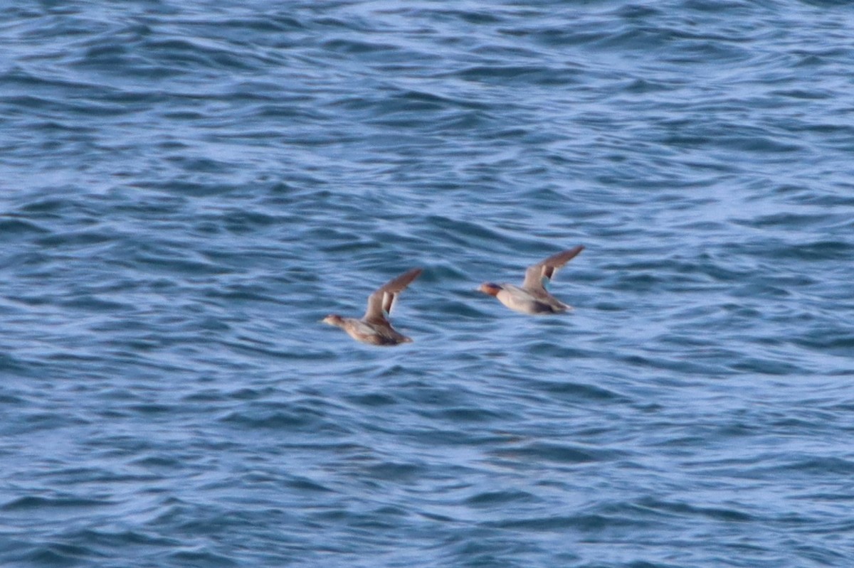 Green-winged Teal (American) - ML617641526