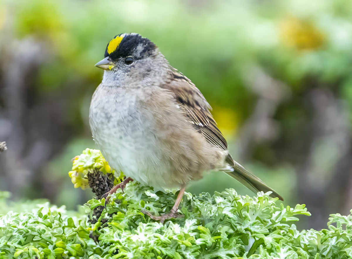 Golden-crowned Sparrow - ML617641549